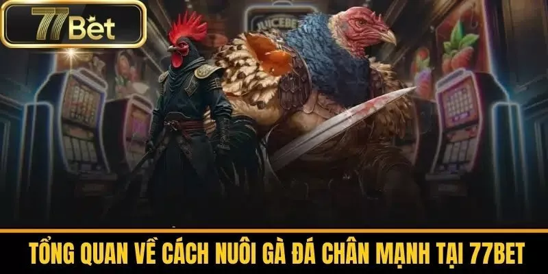  Tổng Quan Về Cách Nuôi Gà Đá Chân Mạnh Tại 77bet