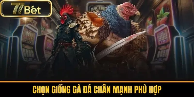 Chọn Giống Gà Đá Chân Mạnh Phù Hợp
