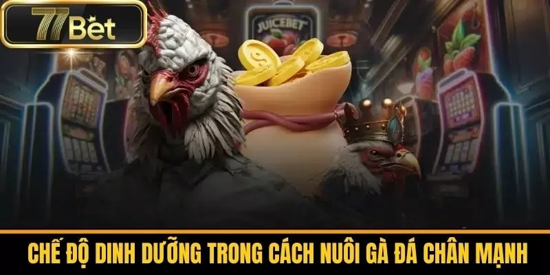Chế Độ Dinh Dưỡng Trong Cách Nuôi Gà Đá Chân Mạnh