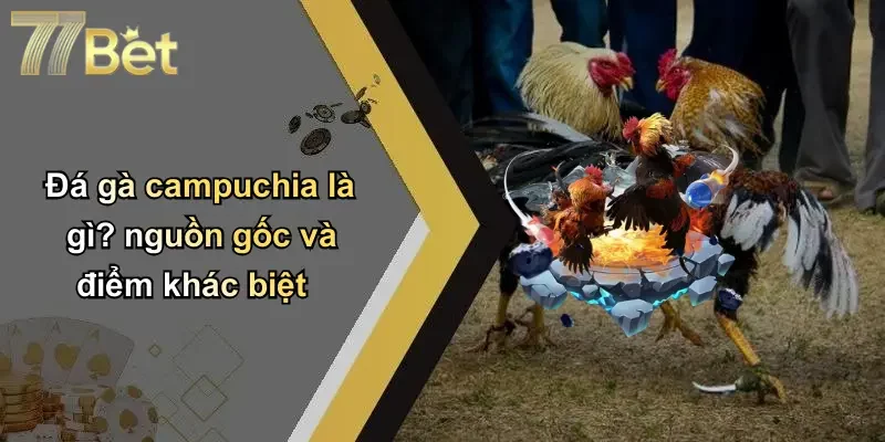 Đá gà campuchia là gì? nguồn gốc và điểm khác biệt