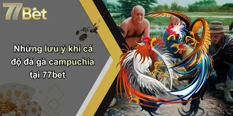 Những lưu ý khi cá độ đá gà campuchia tại 77bet