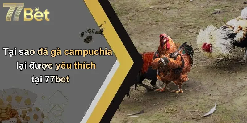 Tại sao đá gà campuchia lại được yêu thích tại 77bet